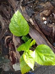 Hibiscus rosa-sinensis
