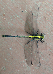 Octogomphus specularis