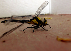 Octogomphus specularis