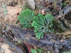 Selaginella