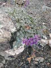 Lupinus albifrons collinus