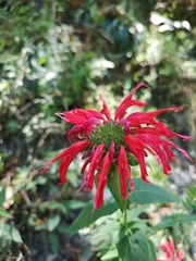 Monarda pringlei