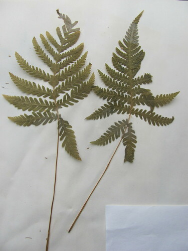 Thelypteris phegopteris iNat (2)