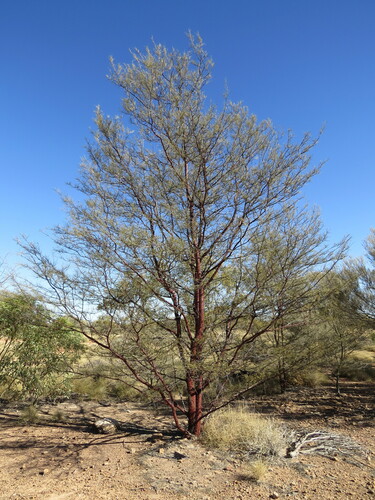 Image of Acacia cyperophylla by (c) ian_mcallan, some rights reserved (CC BY)