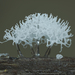 Ceratiomyxa fruticulosa arbuscula - Photo (c) Gim Siew Tan, some rights reserved (CC BY-NC), uploaded by Gim Siew Tan