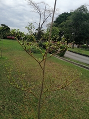 Lagerstroemia indica