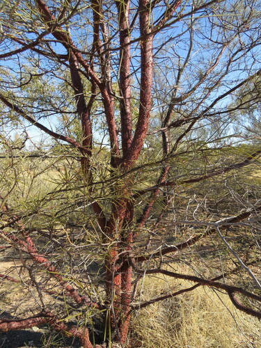 Image of Acacia cyperophylla by (c) ian_mcallan, some rights reserved (CC BY)