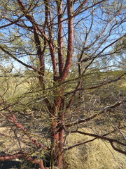 Acacia cyperophylla, photograph (c) ian_mcallan, some rights reserved (CC BY)