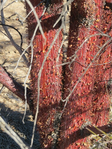 Image of Acacia cyperophylla by (c) ian_mcallan, some rights reserved (CC BY)
