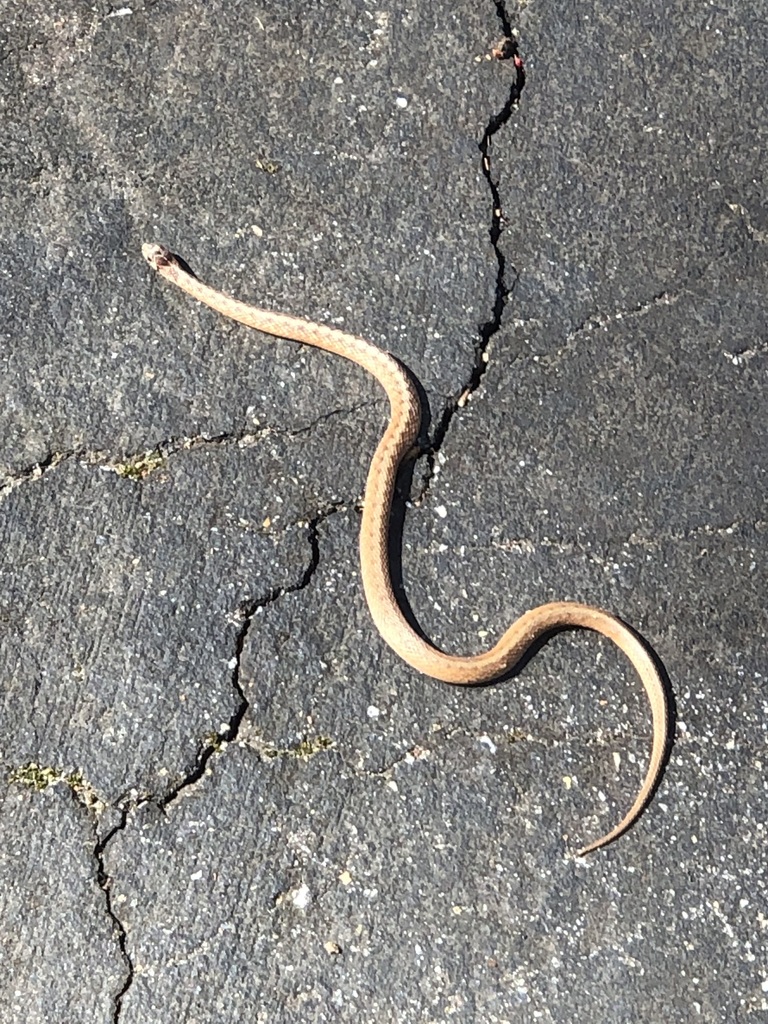 DeKay's Brownsnake from Brandermill, VA 23112, USA on March 12, 2024 at ...