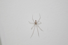Pholcus phalangioides