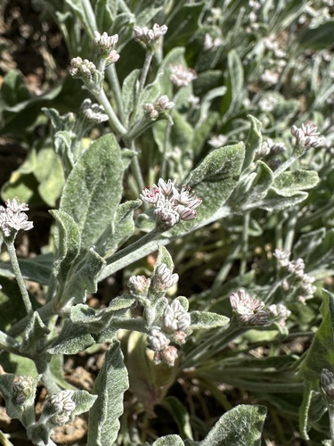 Idria buckwheat (Eriogonum vestitum)