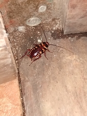 Periplaneta australasiae image