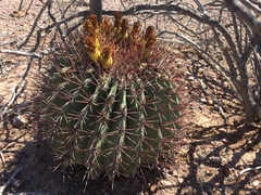 Ferocactus emoryi emoryi