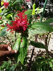 Odontonema tubaeforme