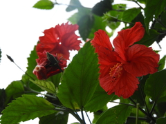 Hibiscus rosa-sinensis
