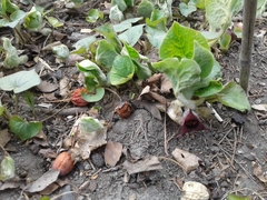 Asarum