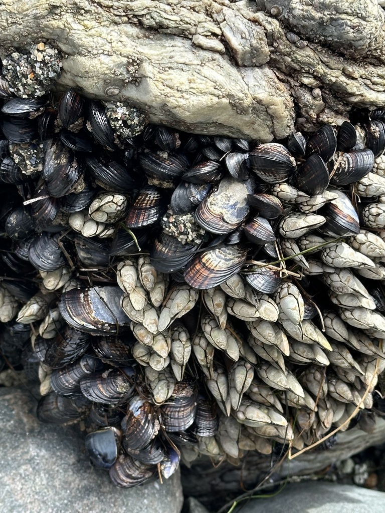 California Mussel from Dana Point, CA, USA on March 23, 2024 at 02:04 ...