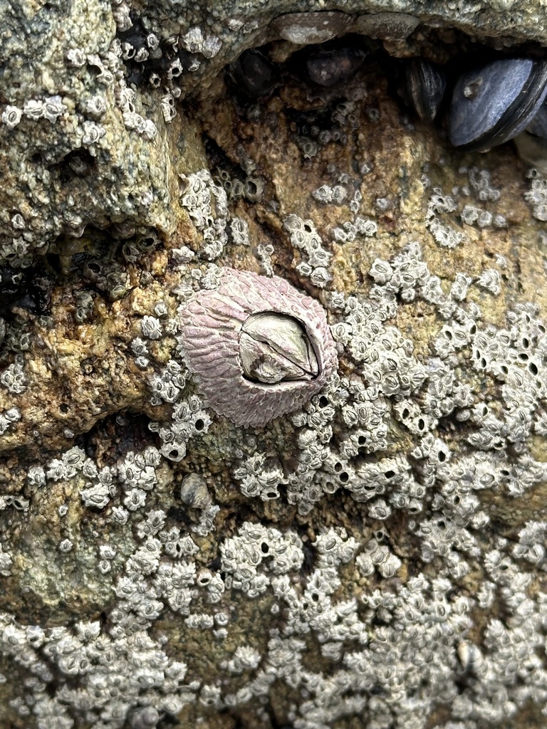 Pink Volcano Barnacle from Dana Point, CA, USA on March 23, 2024 at 02: ...