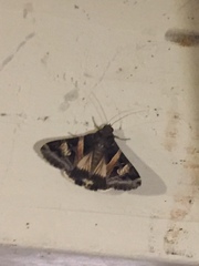 Melipotis perpendicularis