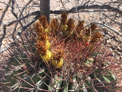 Ferocactus emoryi emoryi