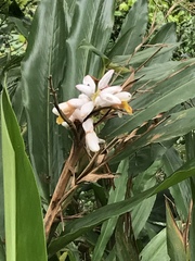 Alpinia hainanensis