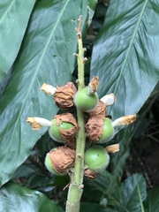 Alpinia hainanensis