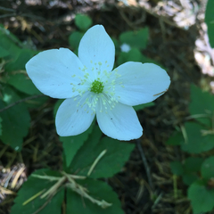 Anemonastrum deltoideum