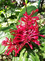 Odontonema tubaeforme
