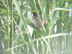Ploceus manyar