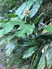 Alpinia hainanensis