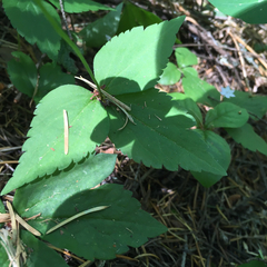 Anemonastrum deltoideum