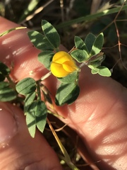 Acmispon wrangelianus