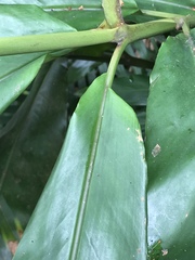 Alpinia hainanensis