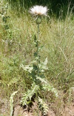 Cirsium undulatum