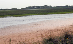 Limosa