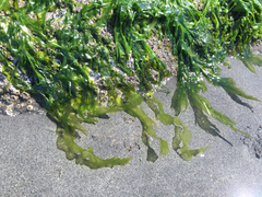 Ulvaceae