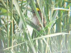 Ploceus manyar