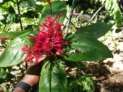 Odontonema tubaeforme