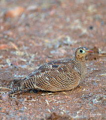 Painted Sandgrouse photo 2