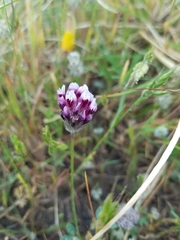 Trifolium dichotomum