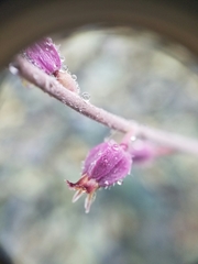 Streptanthus glandulosus pulchellus