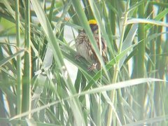Ploceus manyar