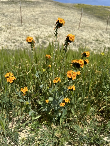 Green fiddleneck (Amsinckia vernicosa)