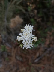 Oxylobus arbutifolius