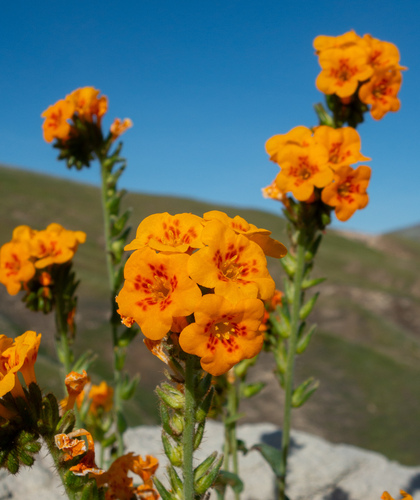 Green fiddleneck (Amsinckia vernicosa)