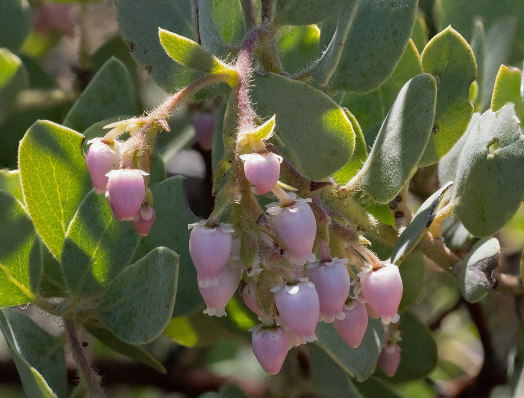 Eastwood's Manzanita from San Diego County, CA, USA on March 27, 2024 ...