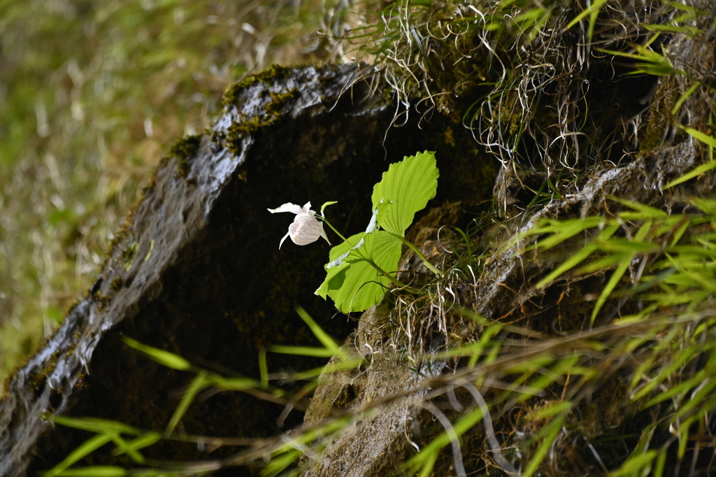 Cypripedium formosanum