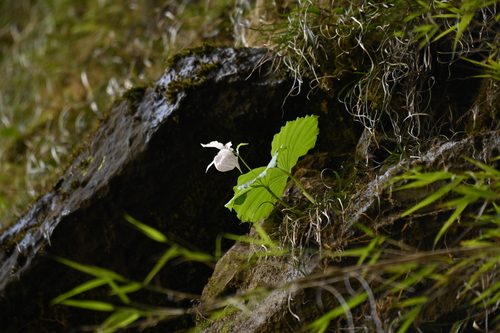 Cypripedium formosanum, photograph 6