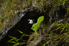 Cypripedium formosanum, photograph (c) 曾昱承 Yu-Cheng Zeng, some rights reserved (CC BY)
